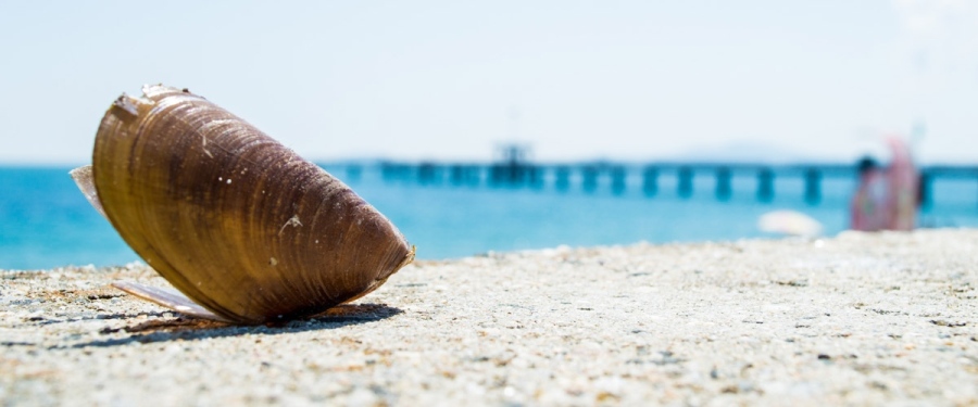 Почивката на Черноморието излиза с 40% по-скъпо това лято 