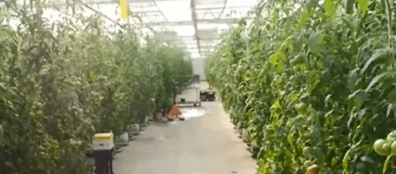 Производители на плодове и зеленчуци се притесняват от чуждестранния внос