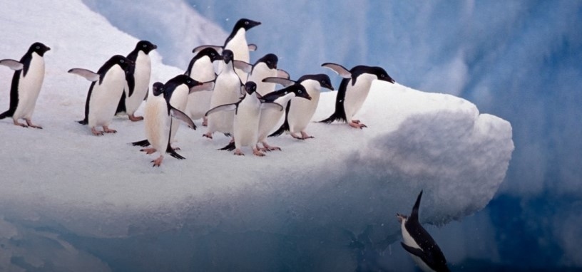 Пингвини в японски аквариум бойкотират евтина храна