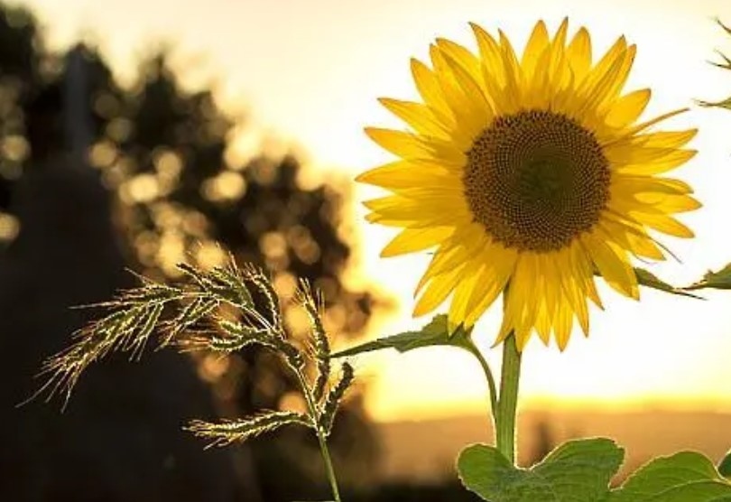 Днес предимно слънчево с максимални температури между 30° и 35°. След обяд на места ще превали