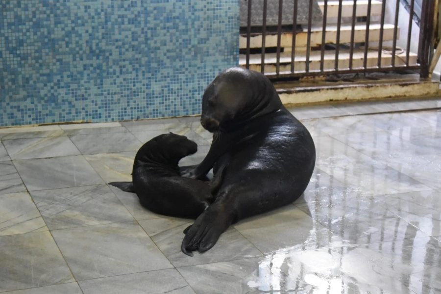 Тюленче се роди в Делфинариум Варна