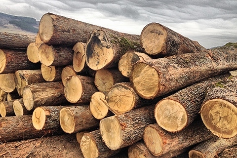 Мая Манолова: Спешно трябват търгове за добив на дървесина