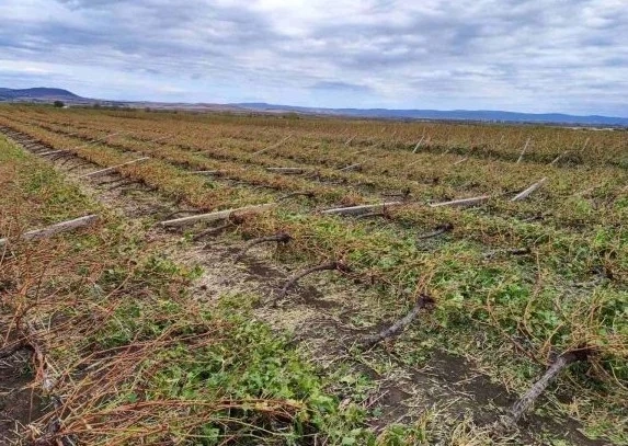 Най-пострадали са лозовите масиви след бурята в Бургаско