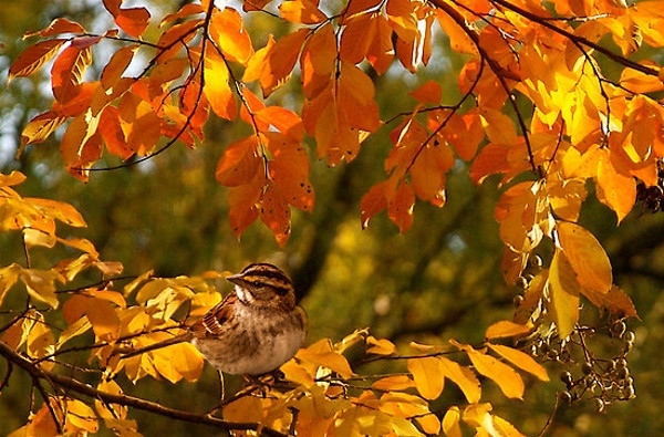 Проф. Георги Рачев: Очаква ни златна есен