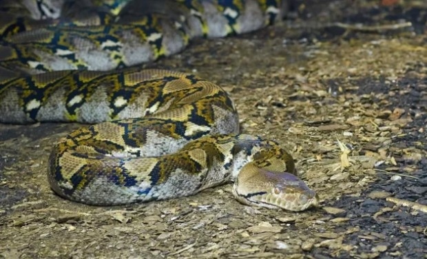 Питон уби и глътна цяла жена в Индонезия