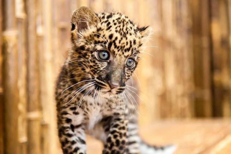 Застрашени ягуарчета намериха нов дом в национален парк в Аржентина 