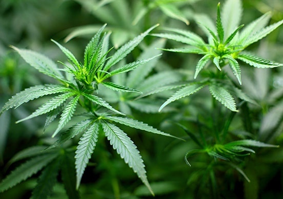 Амстердам забранява пушенето на марихуана в някои части на града