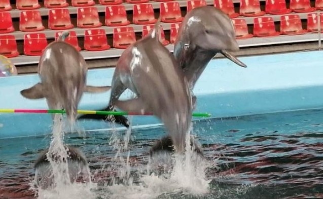 Делфинариум Варна прави безплатно коледно представление за деца