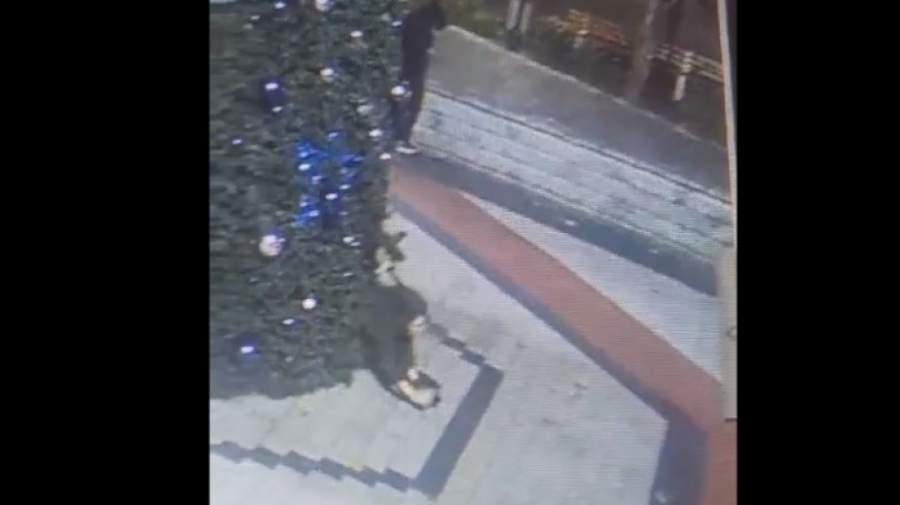 Младежи прерязаха кабелите на лампичките на коледната елха в Пловдив