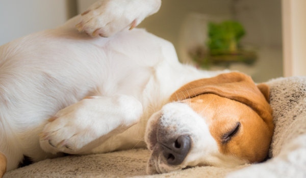 С разходка и лакомства доброволци зарадваха кучетата от приюта в Горни Богров преди Бъдни вечер