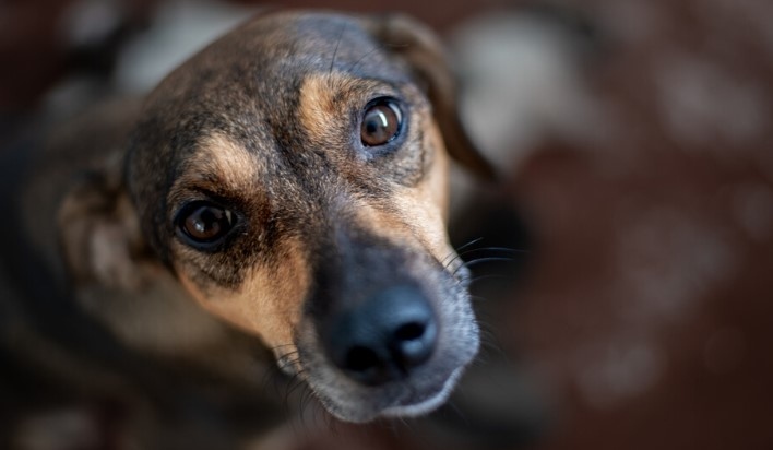 Неизвестен простреля домашно куче в гора над квартал Църква в Перник съобщиха от полицията цитирани от  Сигналът е