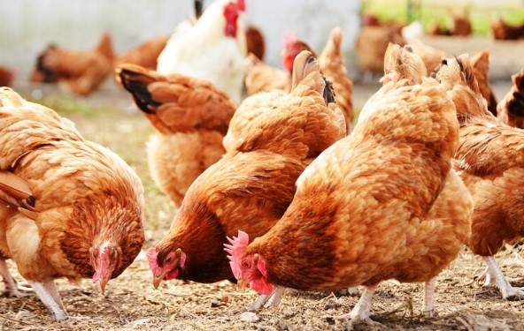 Рекордните 10 млн. птици са умъртвени в Япония заради птичи грип