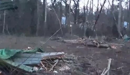 Незаконна сеч в Борисовата градина в София