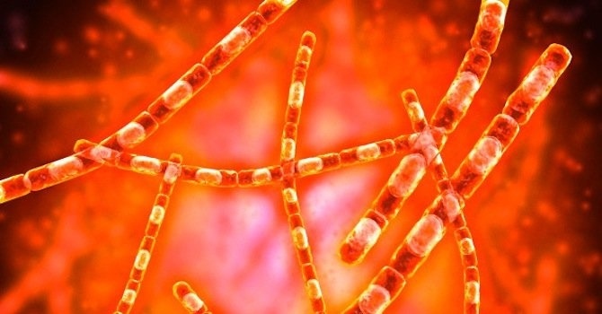 Мъж от Добрич е заразен с антракс