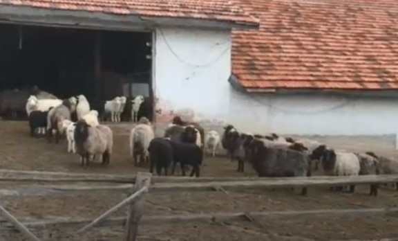 Животновъди на протест, заплашват да блокират пътища в цялата страна