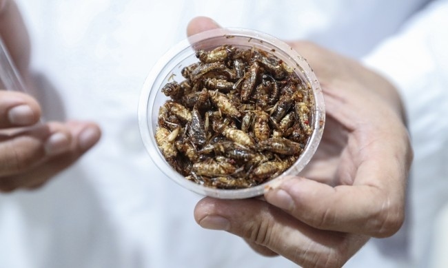 Предлагат сладолед с вкус на щурец в Германия