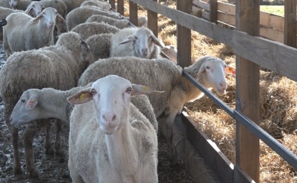 Плащаме между 10 и 12 лв. за килограм агнешко, ако го купим от производител