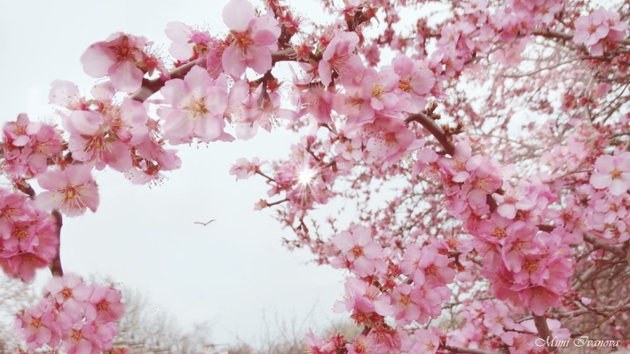 Времето днес: Преобладаващите максимални температури ще са между 19° и 24°