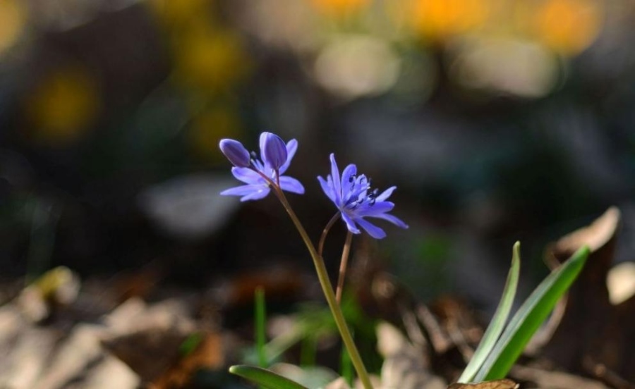 През почивните дни ще е топло, другата седмицата идва с валежи от дъжд и сняг