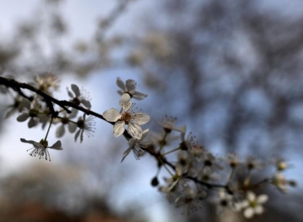 Днес облчано с валежи. Максималните температури ще са между 11° и 16°