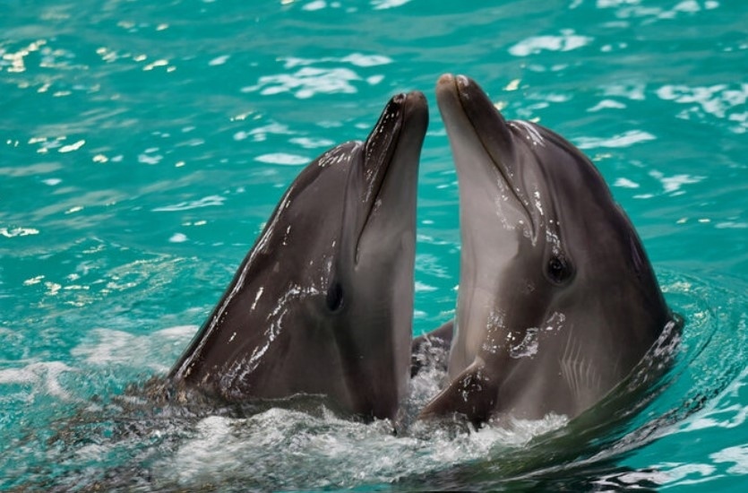 Румъния развива своя делфинариум