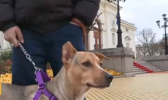 Кучето Фернанда отново посрещна депутатите пред НС