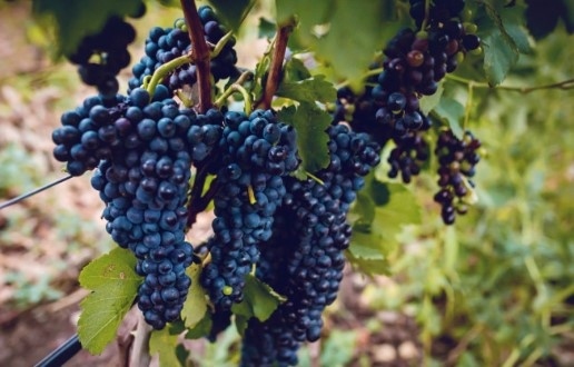 Лозар: Не е възможно да се произведе вино за 2 лева, но на толкова влиза от чужбина