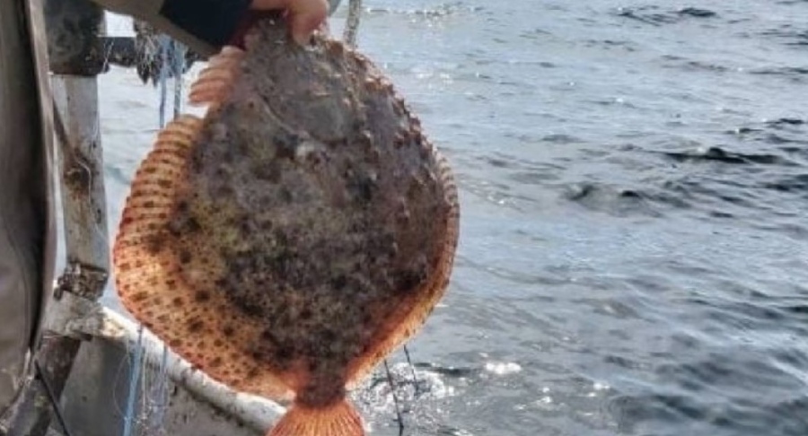 От 15 април влиза в сила сезонната забрана за улов на риба