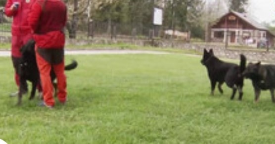 Търсят 50 000 лв. за специален транспорт за спасителните кучета от ПСС