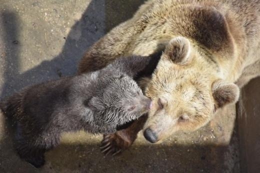 Мече се роди в зоопарка в Благоевград