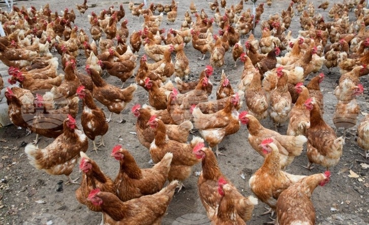 Великобритания откри птичи грип при двама птицевъди