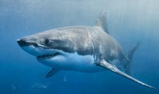 Над 540-килограмова бяла акула плува край бреговете на Южна Каролина