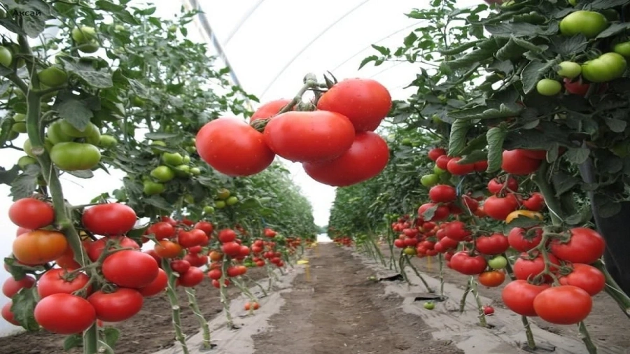 Масово турски домати се продават за български 