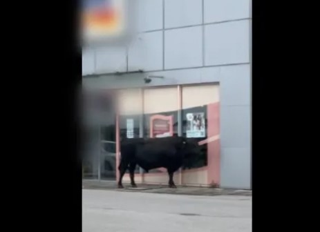 Бик се опита да нахлуе в столичен магазин за козметика (СНИМКИ)