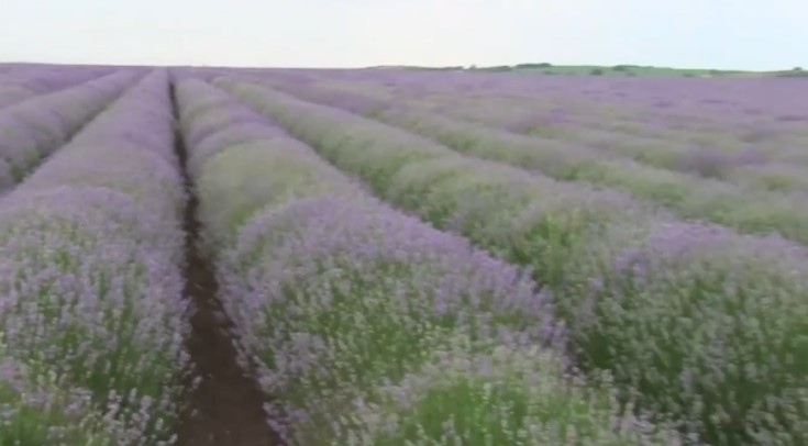 България патентова три нови сорта лавандула