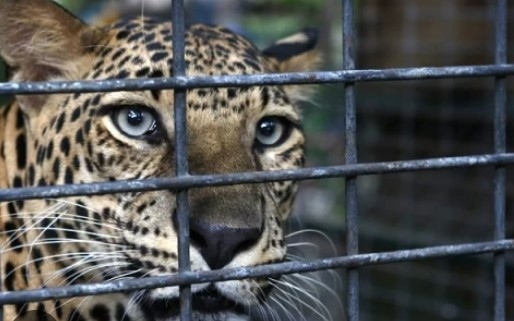Леопардът Данте е върнат в клетката си в зоопарка в Стара Загора