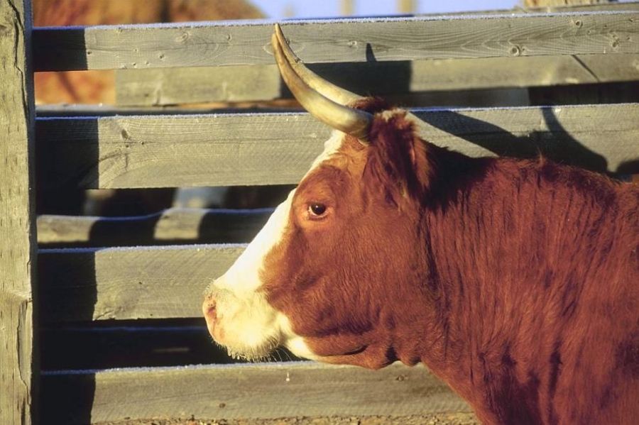 Жена е с опасност за живота след удар от бик в самоковско село