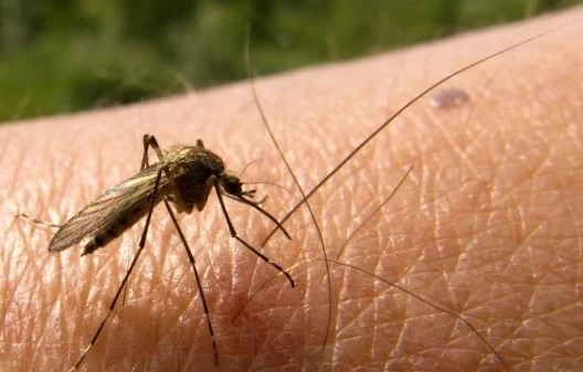Първи случаи на малария в САЩ от десетилетия насам