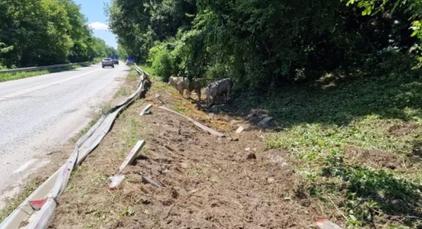 Камион с 50 крави и телета се преобърна в дере (СНИМКИ)