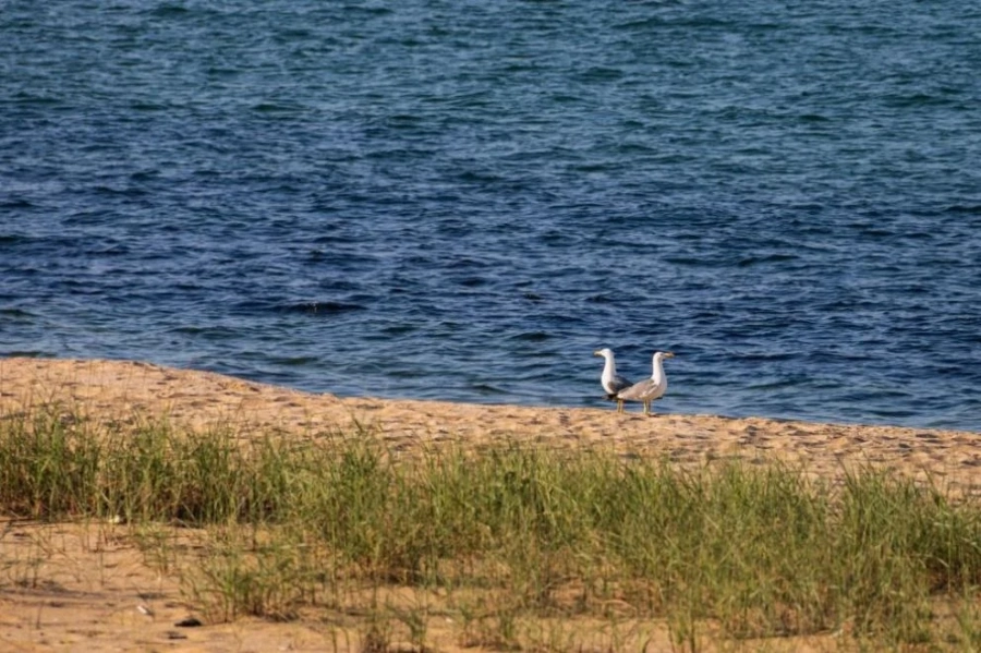 Вижте актуална информация за чистотата на морската вода