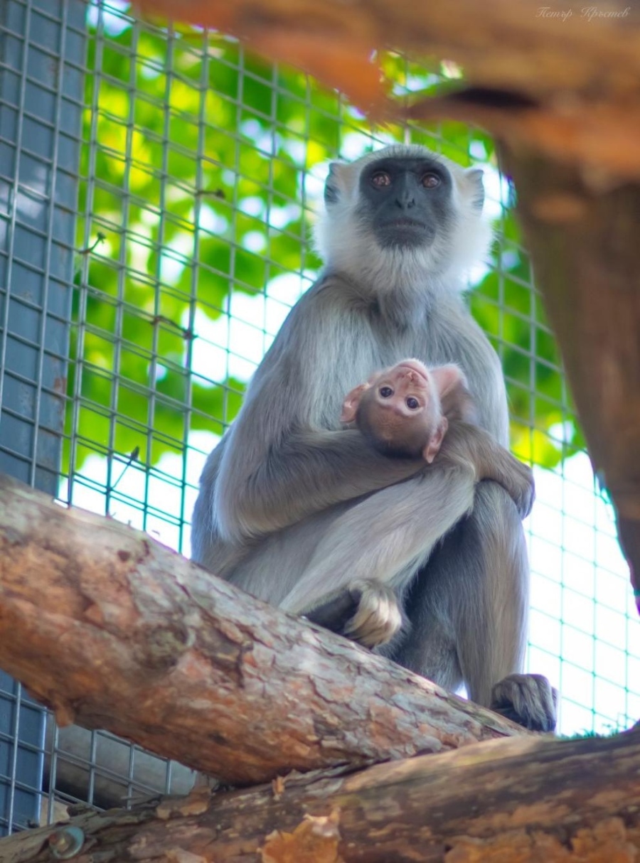 Бебе маймунче от застрашен вид се роди в столичния зоопарк 