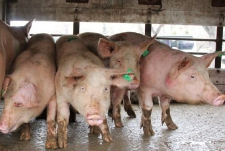 Първи случай на Африканска чума по свинете в България за 2023 г.