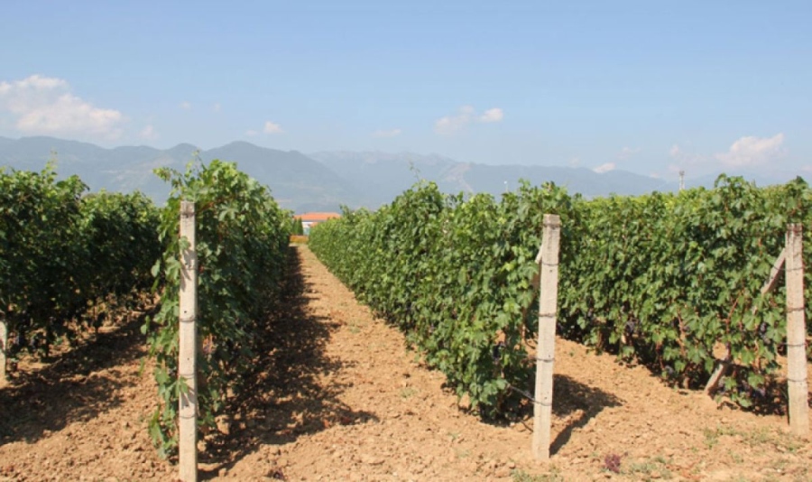 Двойно по-слаба реколта от грозде в Мелник и Сандански