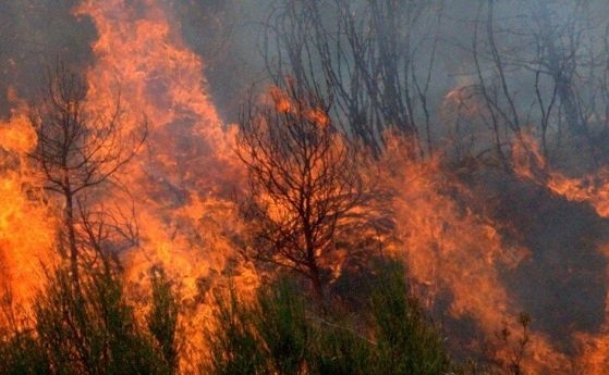 Голям пожар край селата Кърналово, Рупите и Старчево