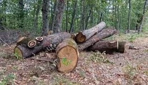 Проверяват сечта в района на Царево за пет години назад