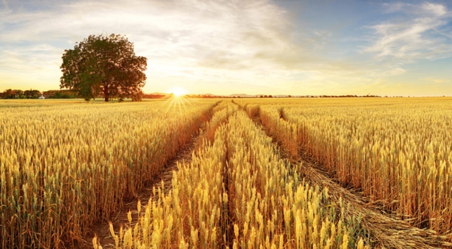 Експерти от БАБХ коментираха замърсено ли е зърното от Украйна