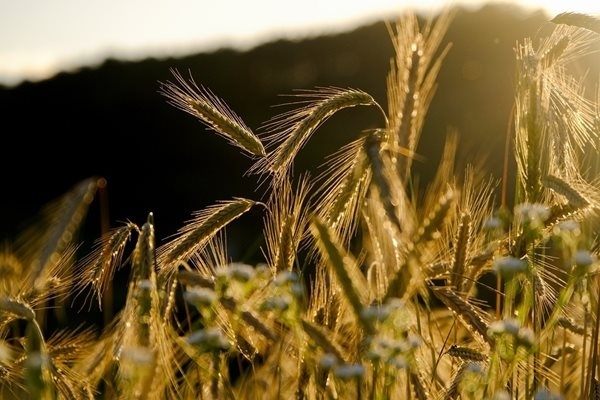 ЕК: Украинското зърно отговаря на всички европейски изисквания