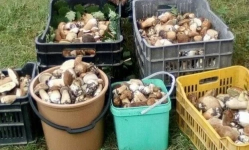Билкарите и гъбарите ще се облагат с патентен данък