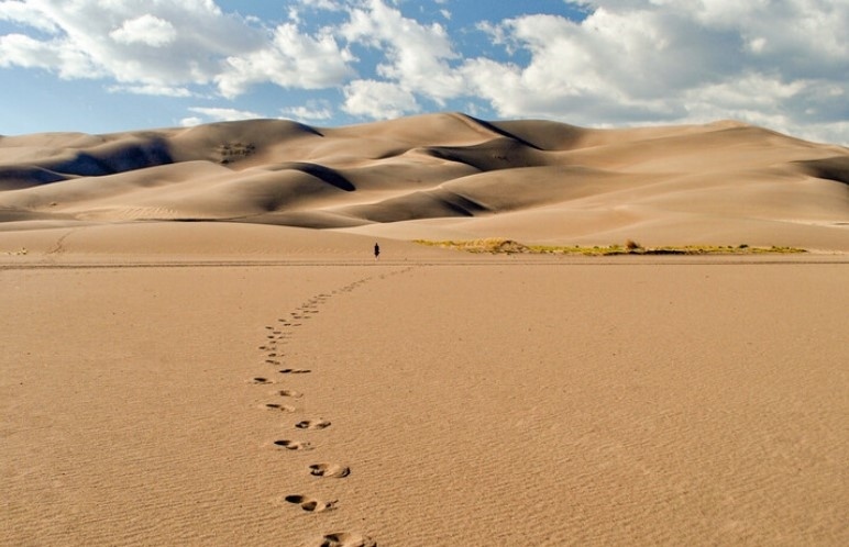 Откриха 150 мъртви котки в пустиня в ОАЕ. Властите в Абу Даби разследват случая