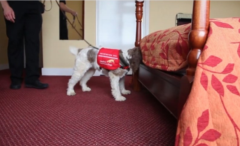 Кучета ще ловят дървениците във Великобритания